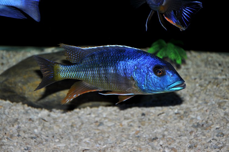 Buccochromis atritaeniatus