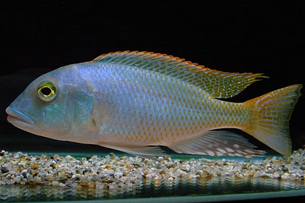 Samiec Buccochromis oculatus
