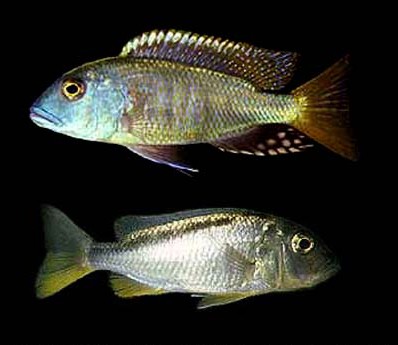 Samica i samiec Buccochromis oculatus