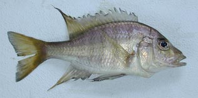 Samiec Alticorpus macrocleithrum z okolic wyspy Nakantenga