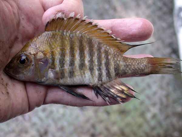 Alticorpus peterdaviesi