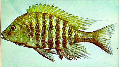 Alticorpus peterdaviesi