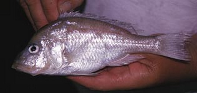 Samiec Alticorpus profundicola