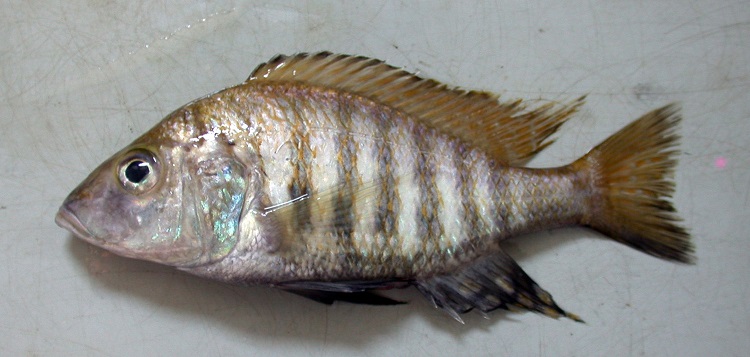 Alticorpus geoffreyi