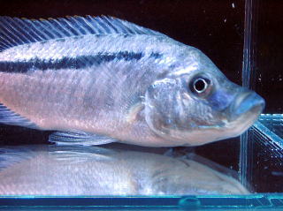 Samica Caprichromis liemi