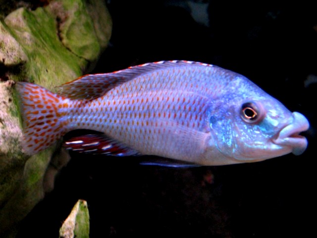 Chilotilapia euchilus.jpg