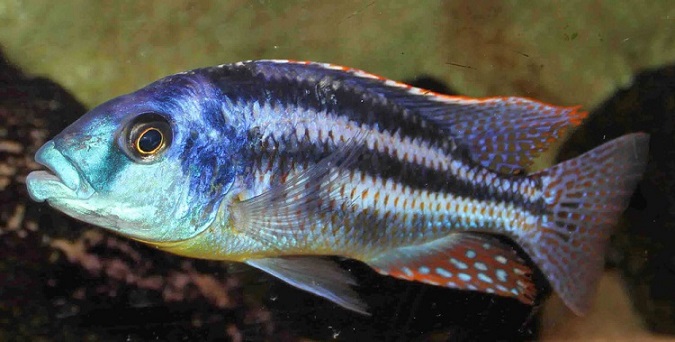 Chilotilapia_euchilus.jpg