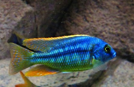 Chilotilapia rhoadesii.-001.jpg
