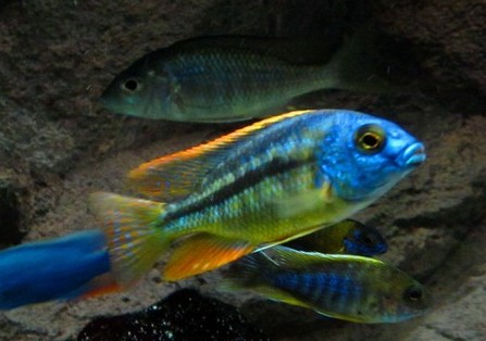 Chilotilapia rhoadesii-001.jpg