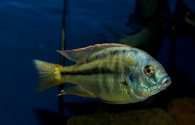 Chilotilapia rhoadesii,.jpg