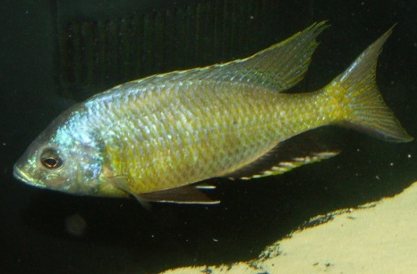Mchenga conophoros