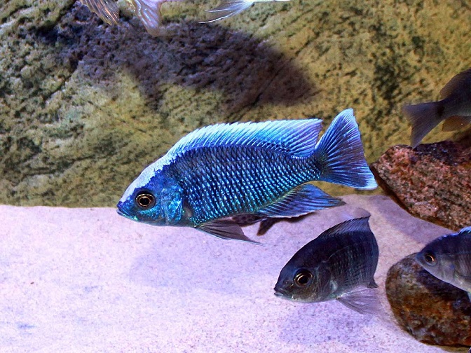 Copadichromis cyaneus Rocks Zimbawe