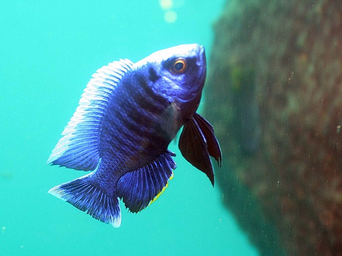 Szykujący się do tarła Copadichromis cyaneus Zimbawe