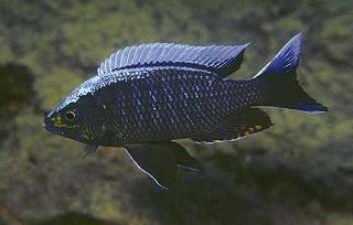 Samiec Copadichromis ilesi (Kirondo)