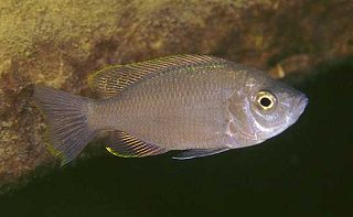 samica Copadichromis ilesi (Kirondo)