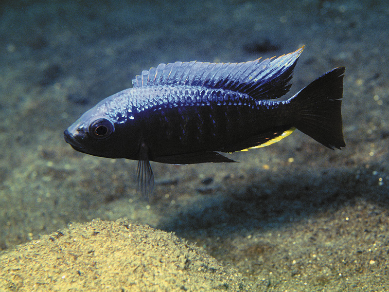 samiec copadichromis trewavasae