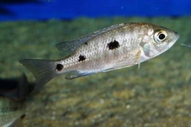 samica copadichromis trewavasae z okolicy likoma
