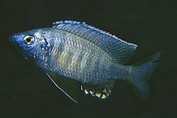 Samiec Copadichromis likomae Ntekete
