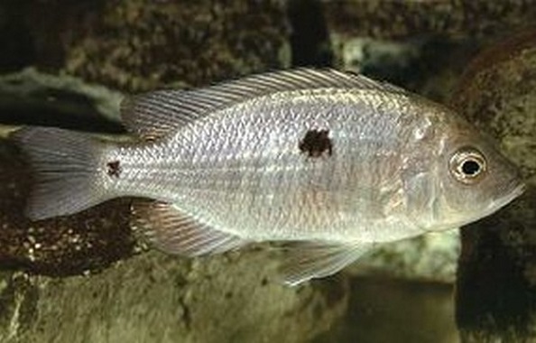 Samica Copadichromis likomae Ntekete