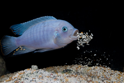 estherae Minos Reef.jpg
