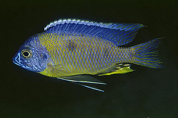 Copadichromis mbenjii.jpg