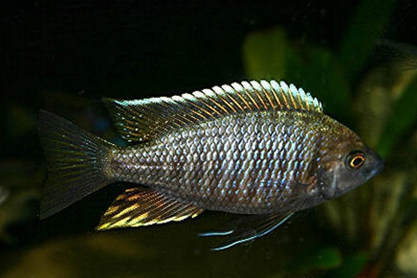 Copadichromis sp flavimanus lundu Lundu Male.jpg