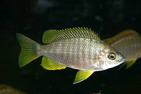 Copadichromis sp flavimanus lundu Female.jpg