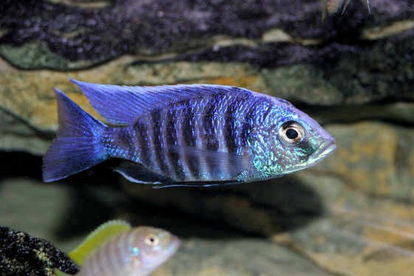 Copadichromis-sp-kawanga-no-spot-Undu-Reef-Male.jpg