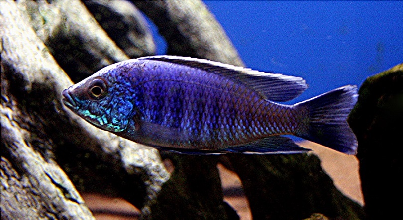 Copadichromis sp. Kawanga (Makonde).jpg