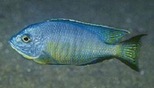 Copadichromis sp. Likoma Blue Ndumbi-001.jpeg