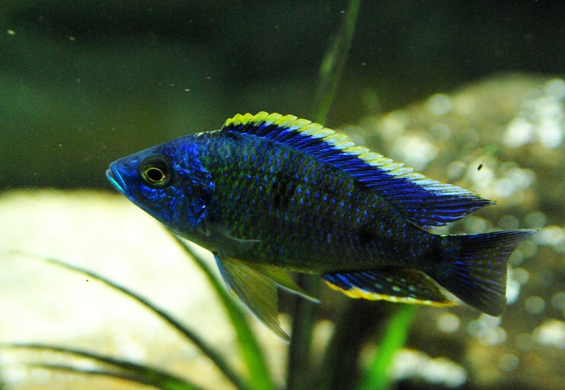 Copadichromis sp. Mbenji Blue.jpg