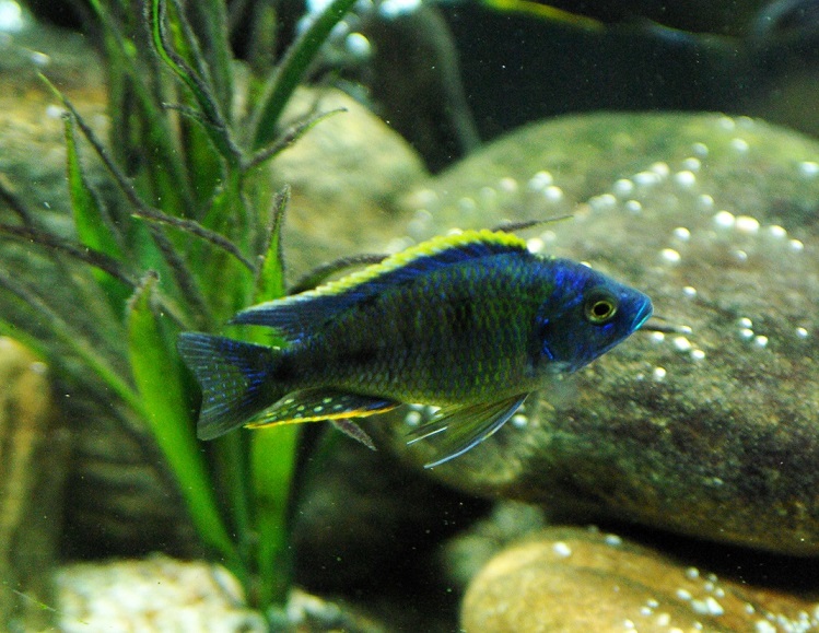 Copadichromis sp. Mbenji Blue..jpg