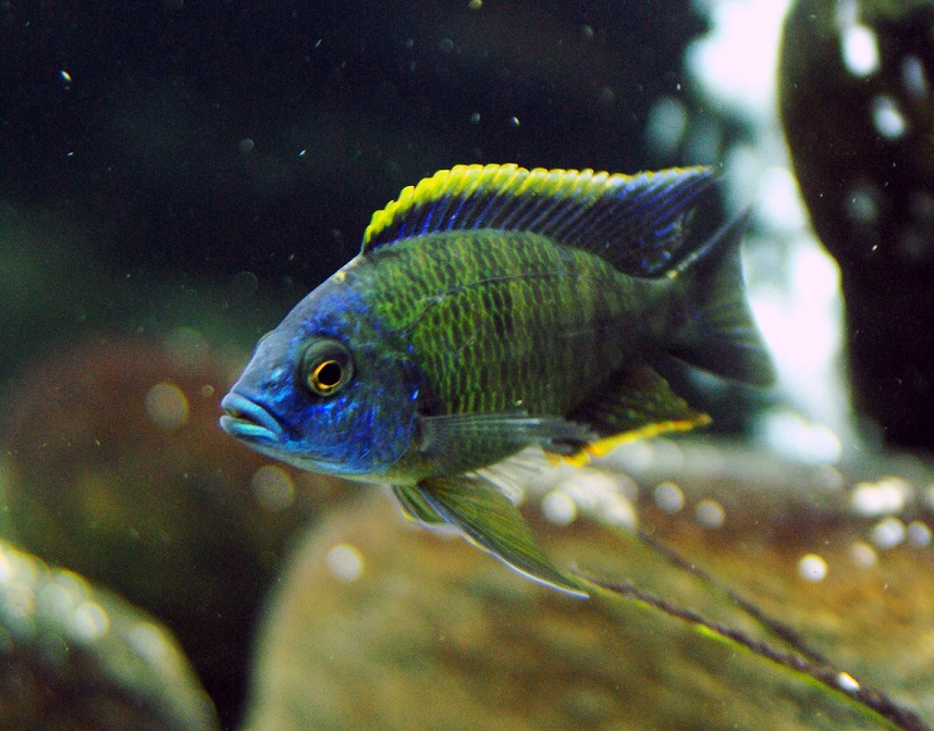 Copadichromis sp. Mbenji Blue...jpg