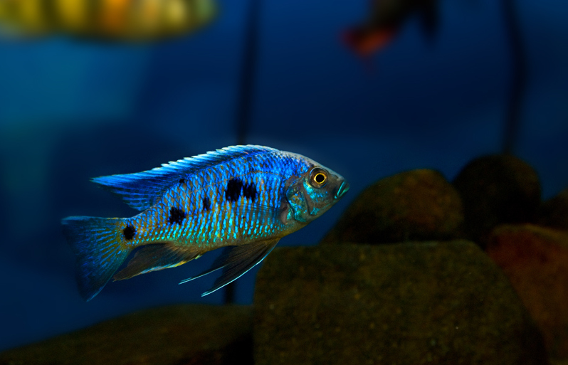 Copadichromis sp. Mloto Fluorescent-001.jpg