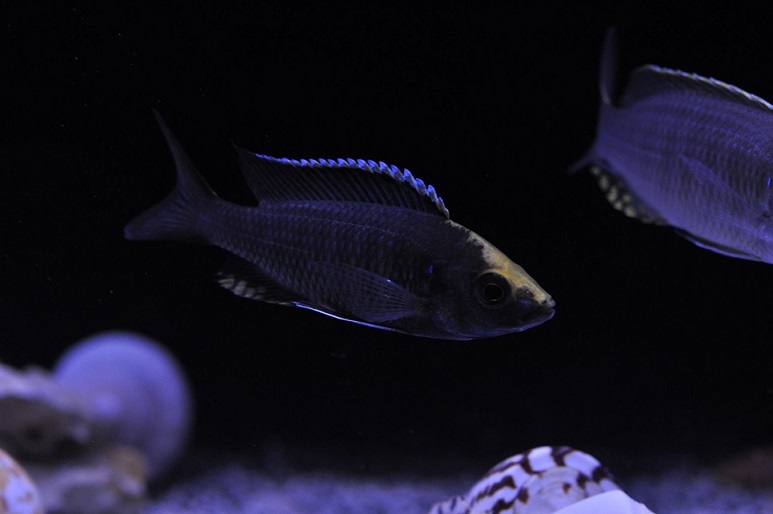 Copadichromis sp. Mloto Goldcrest.jpg