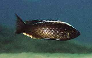 Copadichromis sp. mloto liuli.jpg