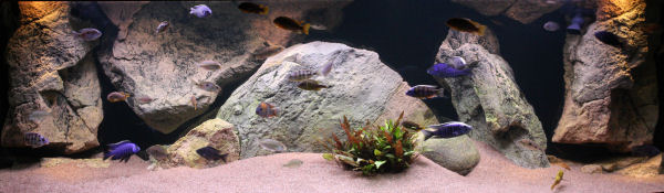 na pierwszym plania samiec Copadichromis sp mloto reef