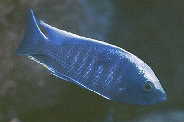 Samiec Copadichromis sp mloto reef z okolic Maison Reef