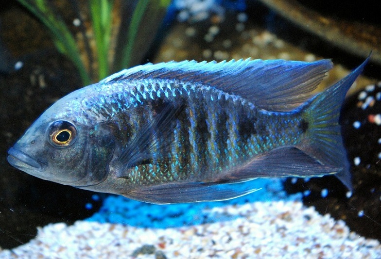 Copadichromis sp. Mloto Undu Ivory Head.jpg