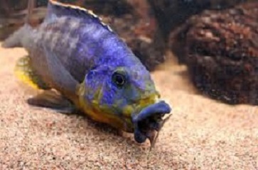 Protomelas sp. mbenji thick lip.jpeg