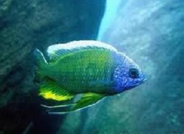 copadichromis sp. taiwan yellow-001.jpg