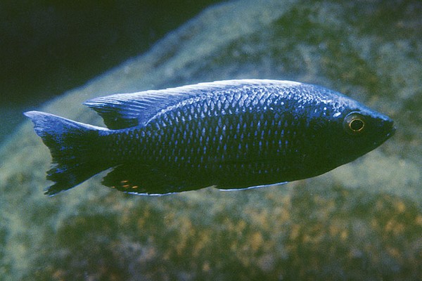 Copadichromis-sp-virginalis-chitande-Male.jpg
