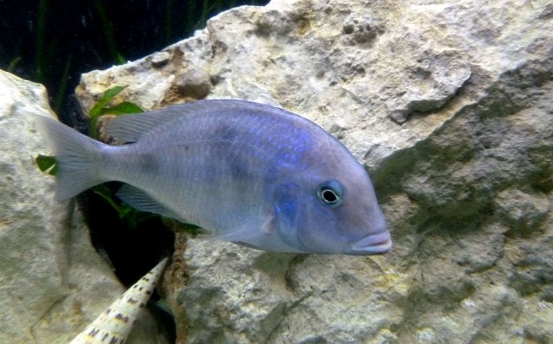 &quot;Delfinek&quot; C.Moori -samczyk