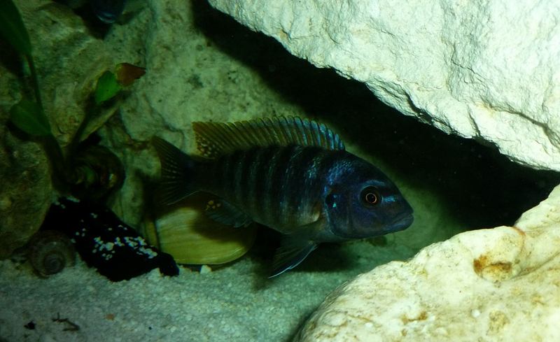 Metraclima Greshakei Ice Blue
