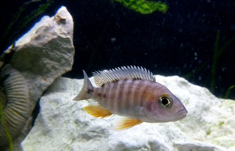Aulonocara Eureka