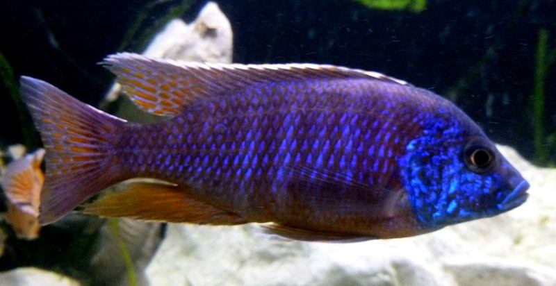 Aulonocara Stuartgranti Chilumba
