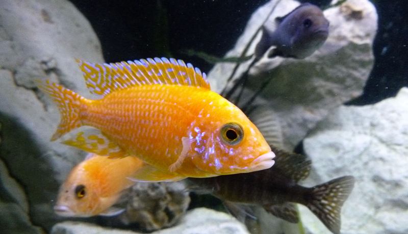 Aulonocara Fire Fish Red Flame