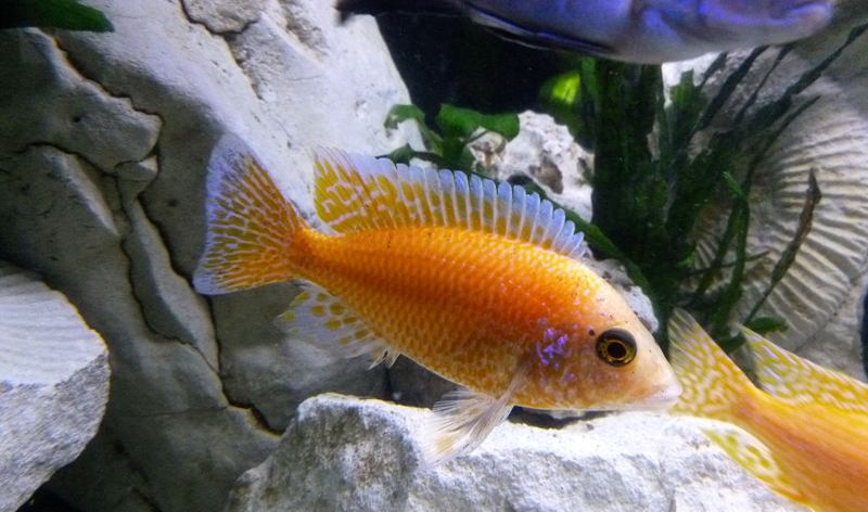 Aulonocara Fire Fish Red Dragon