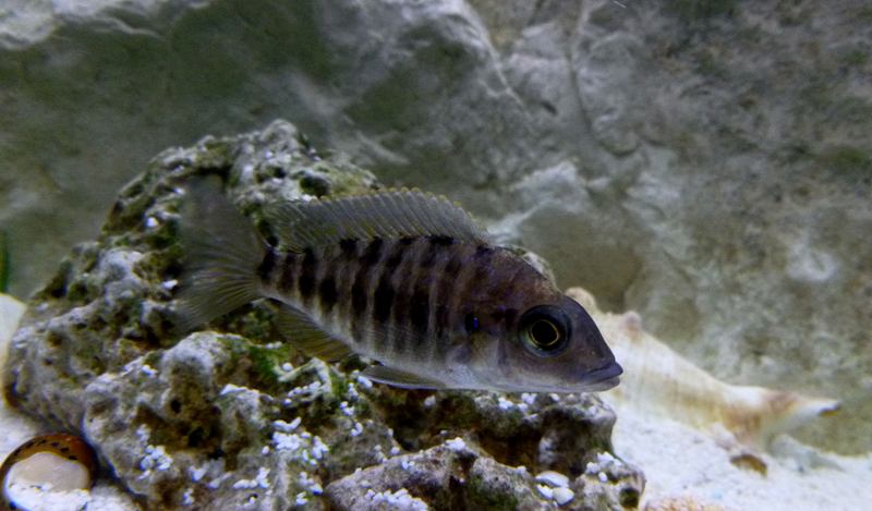 Aulonocara Jacobaferbergi Red Flash