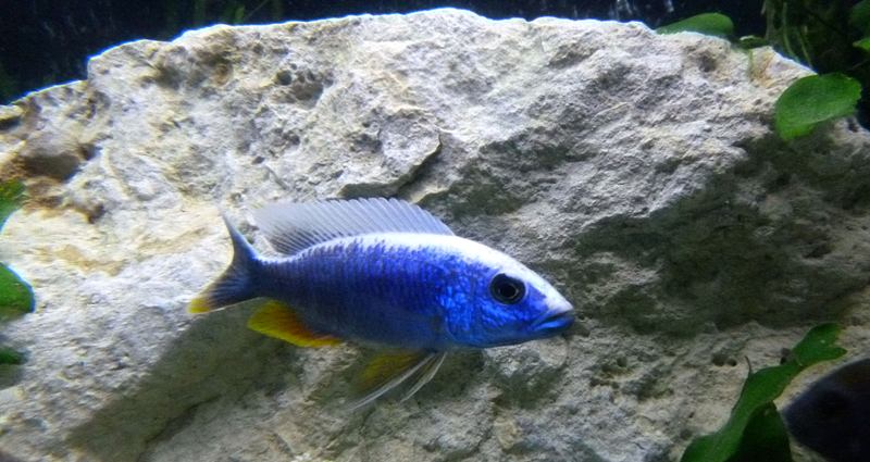 SCIAENOCHROMIS FRYERI ICEBERG